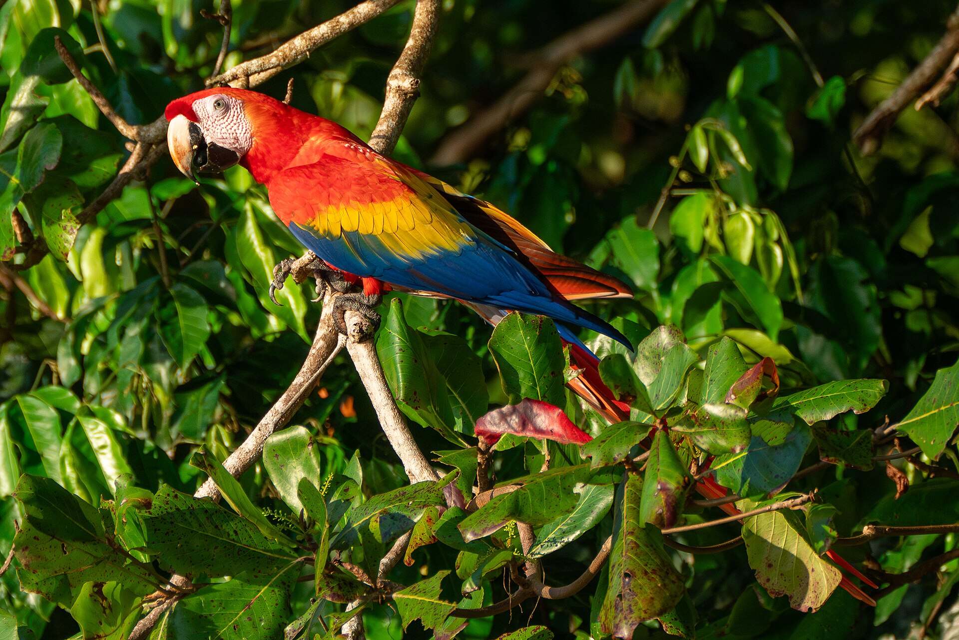 Pareja de guacamayas rojas (lapas) en los árboles de Playa Uvita, Costa Rica